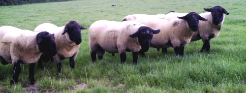 Chapelizod Suffolk Shearling Rams for sale